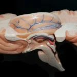 HumanBrain