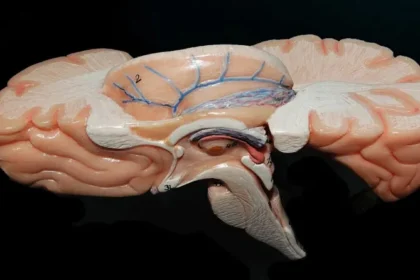 HumanBrain