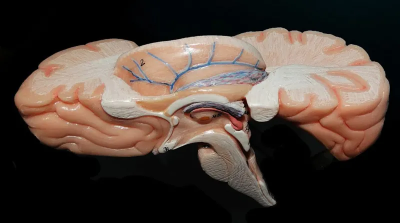 HumanBrain