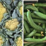 UK Farmers Face a Future of Hotter and Drier Summers
