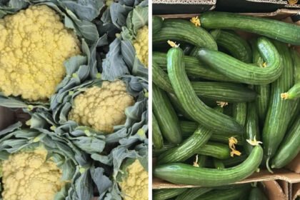 UK Farmers Face a Future of Hotter and Drier Summers