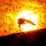 Mosquito associated with dengue fever concerns in Sarasota County, Florida.