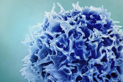 Medical illustration showing the thymus gland and its role in immune system development.